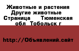 Животные и растения Другие животные - Страница 2 . Тюменская обл.,Тобольск г.